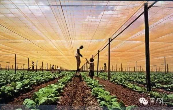 2025年中国党参种植行业现状及发展趋势与前景路径分析