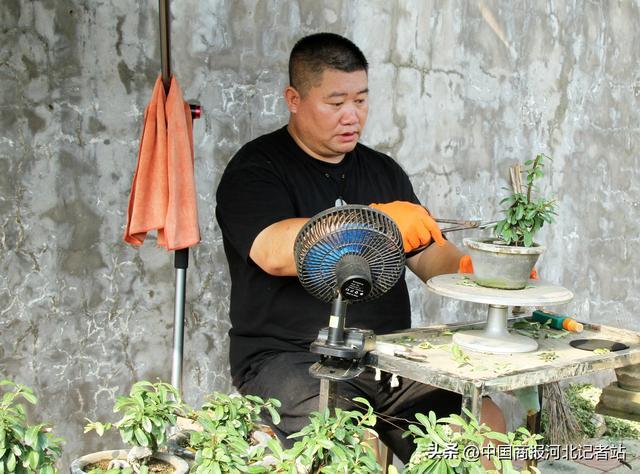 河北滦南县微型盆景产业绽放乡村振兴新活力